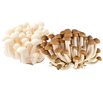 Beukenzwam bruin of wit