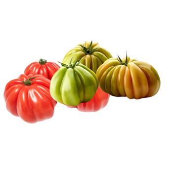 Coeur de Boeuf Tomaten