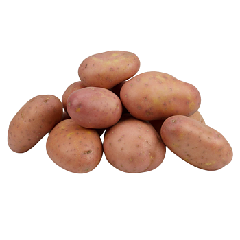 Hollandse Menopper aardappelen