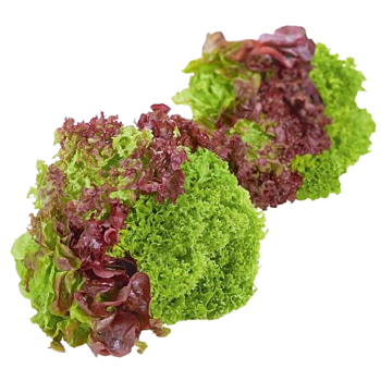 Hollandse Multicolor Sla