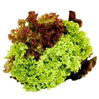 Hollandse XL multicolor sla