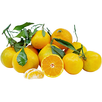 Pitloze Satsuma mandarijnen