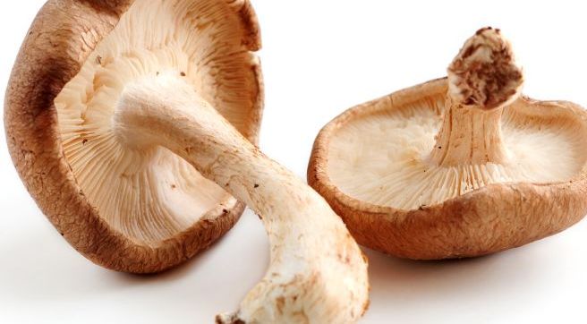 Paddestoelen